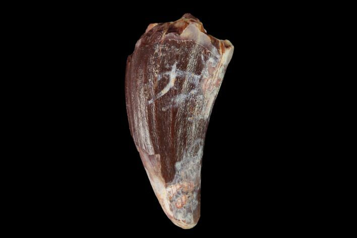 Fossil Phytosaur Tooth - New Mexico #133339